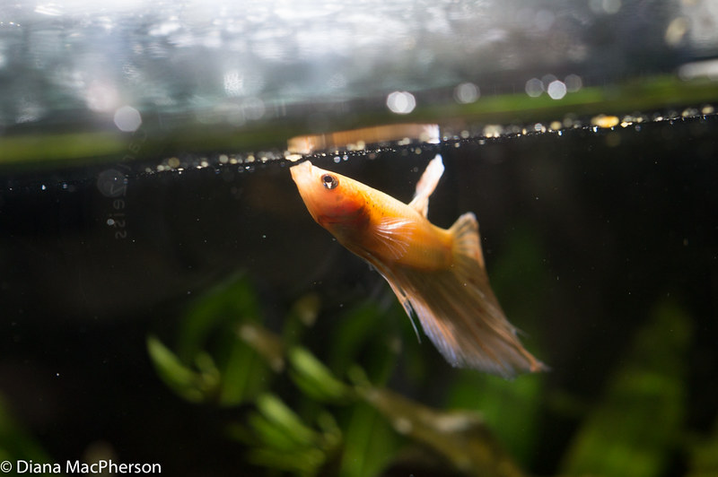 What Do You Do If Your Betta Is Not Eating?
