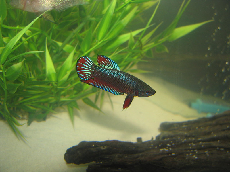 How Can I Tell If My Betta Fish Is Stressed?
