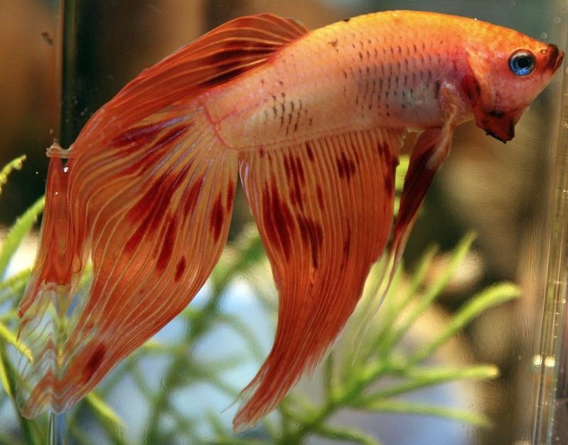 Male Betta Fish